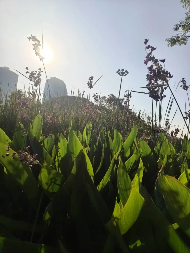 Benjakitti Park skywalk to Lumpini - Jasmine Hotel Group